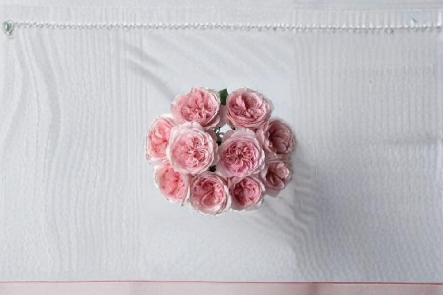Vivian Rose Live Plant - Pink Repeat Blooming Garden Rose - Rosa hybrid - Double Flowering Ornamental Shrub for Garden or Patio