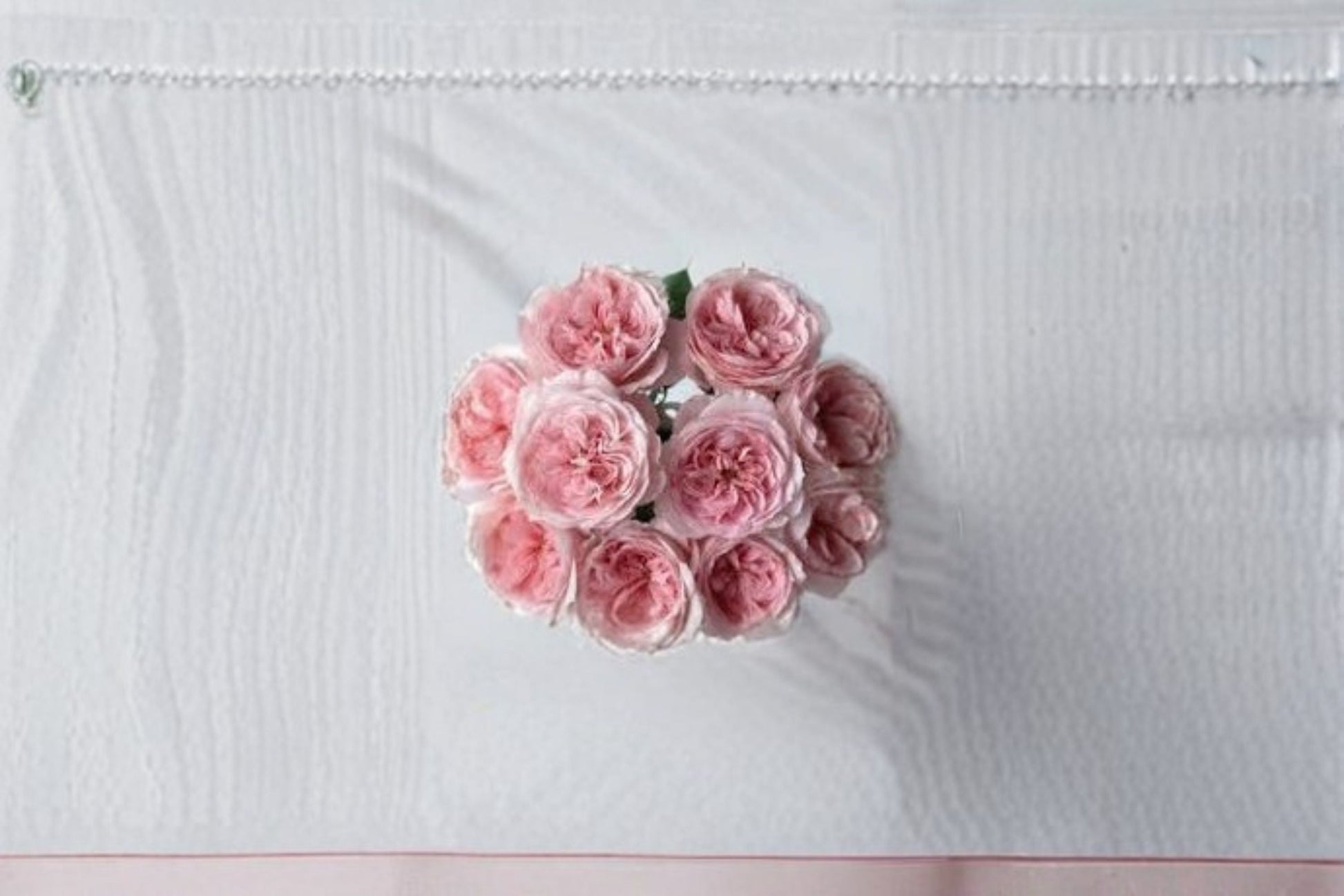 Vivian Rose Live Plant - Pink Repeat Blooming Garden Rose - Rosa hybrid - Double Flowering Ornamental Shrub for Garden or Patio