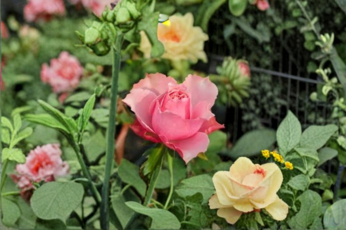 Live Rose Plant - Pink Apricot Cut Rose - Alter Ego (Rosa hybrid) - Own Root Variety - Cup-Shaped Blooms - Ornamental Garden