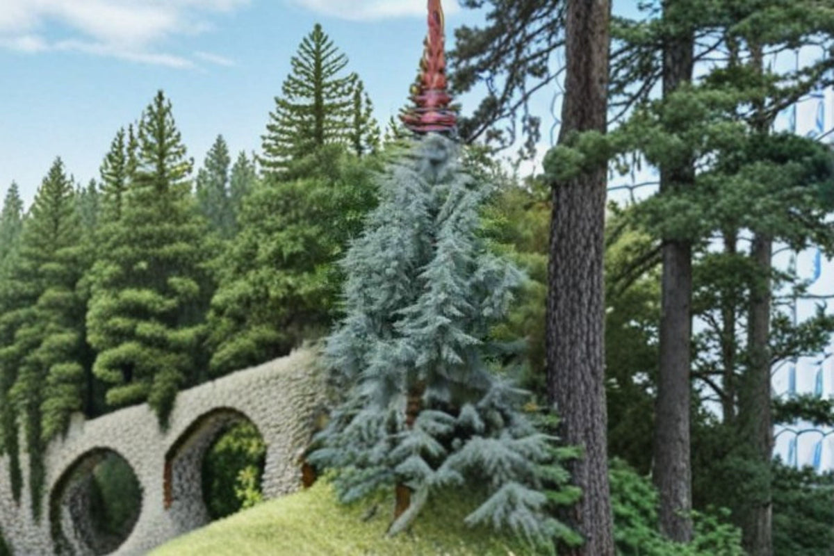 Blue Italian Cypress Plant - 1 Live Plant - Cupressus sempervirens ‘Glauca’ - Evergreen Conifer with Blue Foliage for Landscape