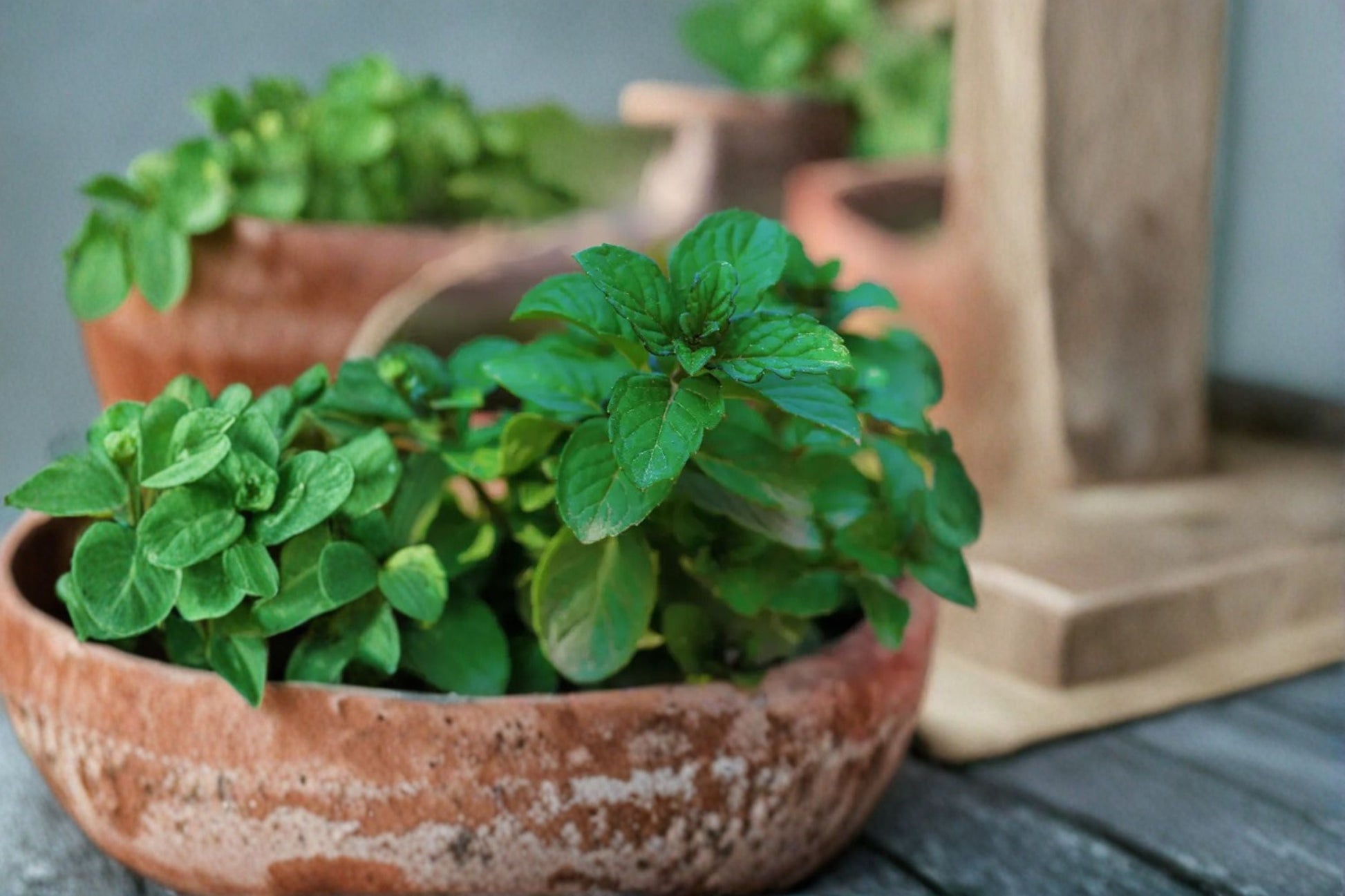 Mint Berries & Cream Live Starter Plant - Mentha sp. - Aromatic Herb for Edible Gardens, Containers, and Herb Gardens