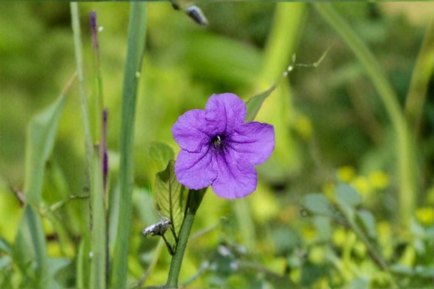 Wild Petunia Live Plant Clump - Lavender Ground Cover - Ruellia humilis - Hardy Perennial Flowering Plant for Gardens