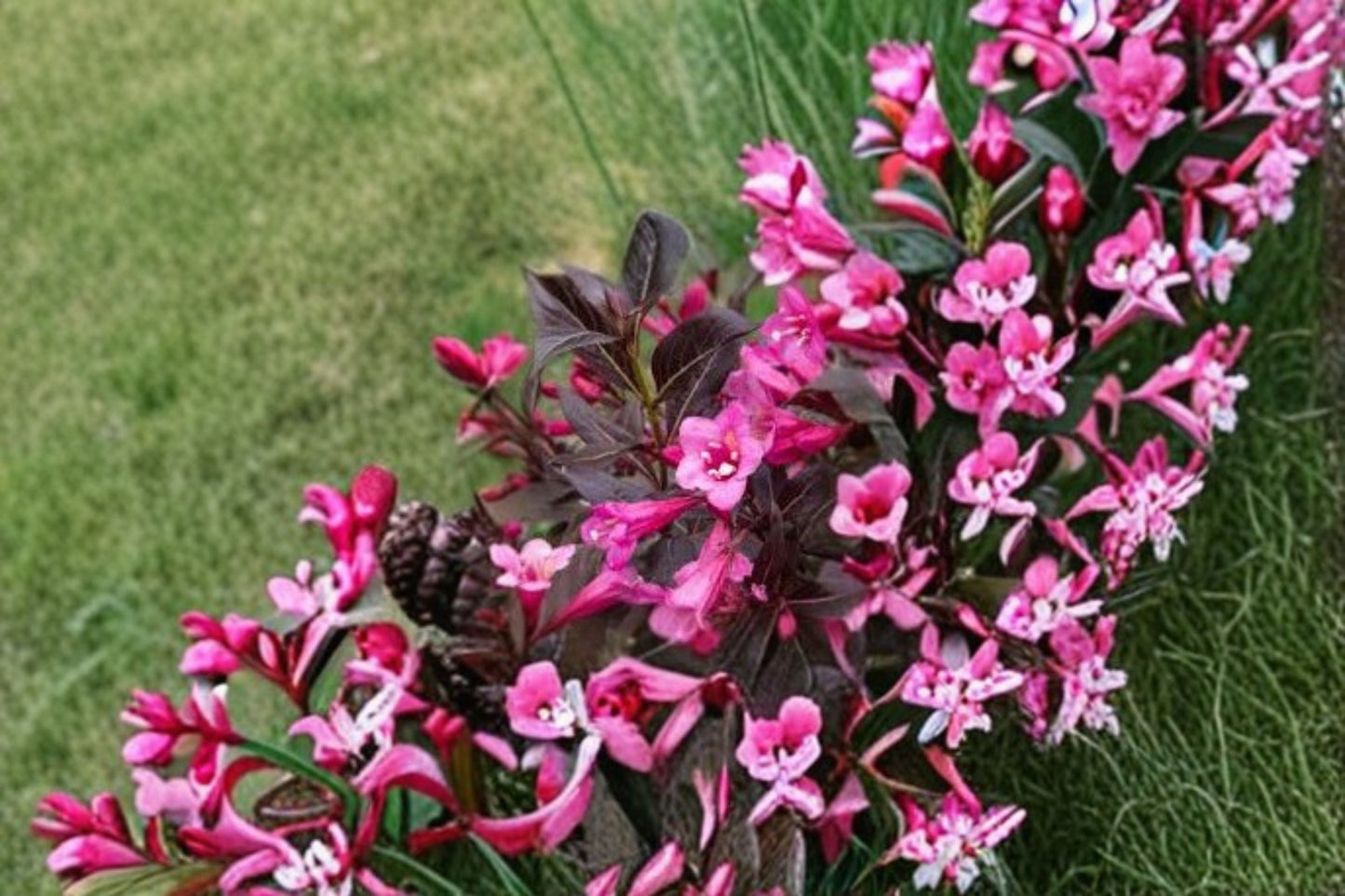 Mixed Weigela Live Shrub - Random Color Flowering Bush - Weigela florida - Fast-Growing Ornamental Plant for Hedges & Gardens