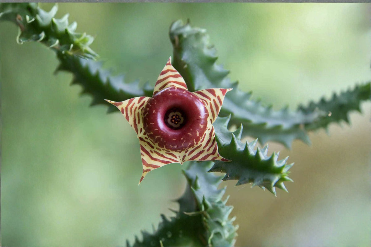 Huernia zebrina Offsets - 3 Succulent Plant Propagation Pieces - Lifesaver Plant - Unique Starfish Flowers