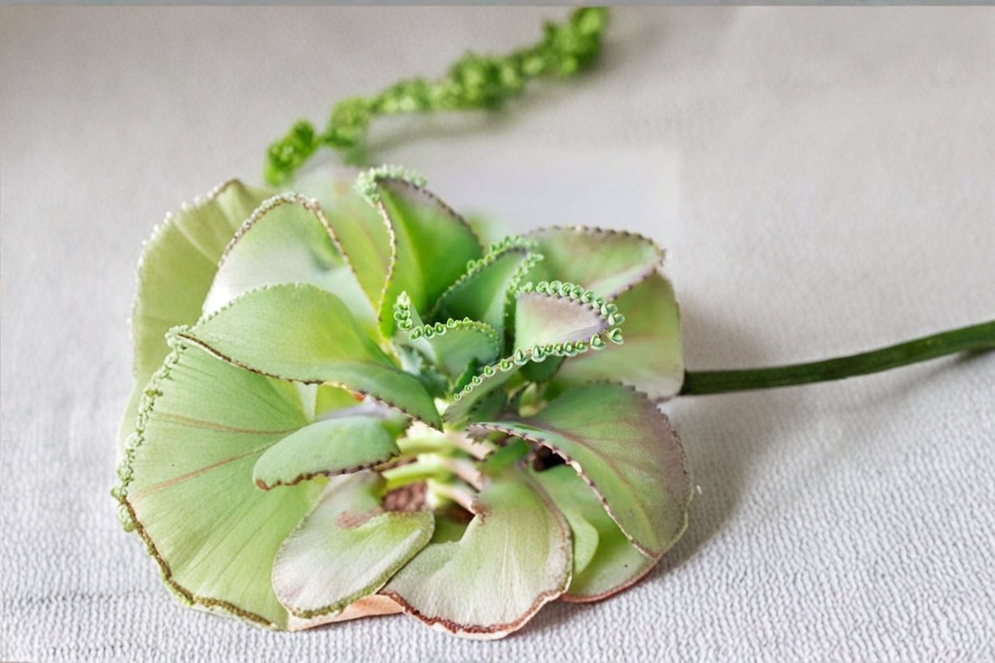Mother of Thousands Succulent Live Plant - 2 Inch Pot - Kalanchoe daigremontiana - Easy Care Indoor Houseplant