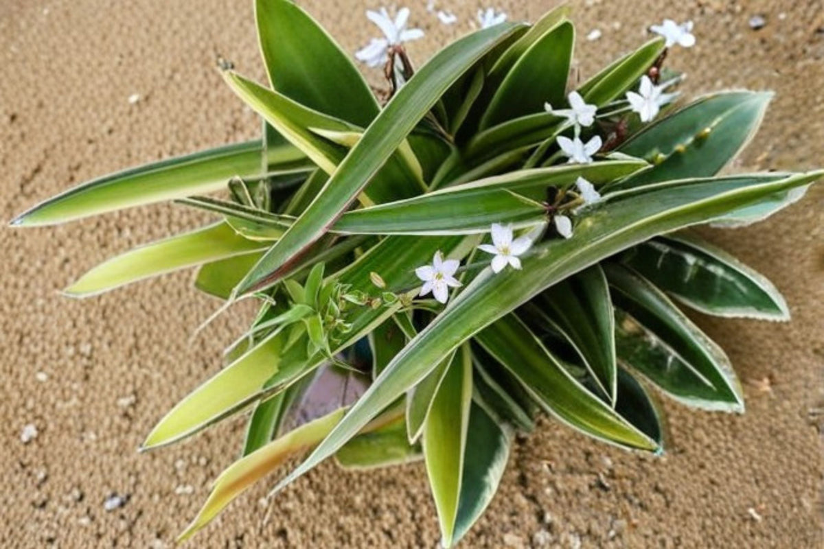 Variegated Spider Plant Starter in Small Pot - Chlorophytum comosum - Easy-Care Indoor Houseplant with Green and Cream Foliage