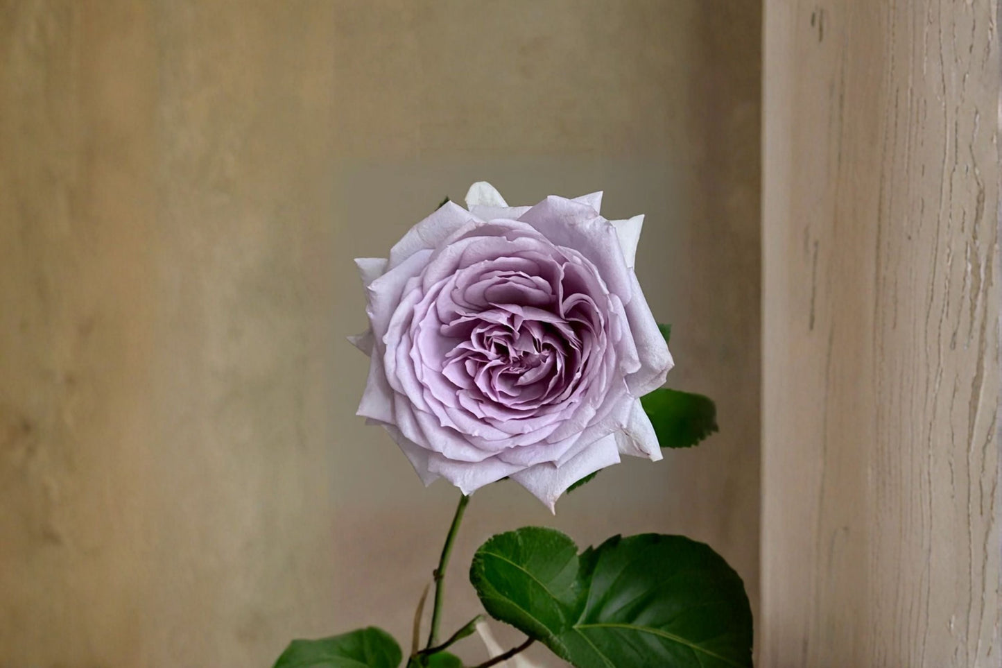 Noble Shine Rose Live Plant - Japanese Own Root Cut Rose - Rosa hybrid - Soft Pink Ornamental Blooms - Repeat Blooming Shrub