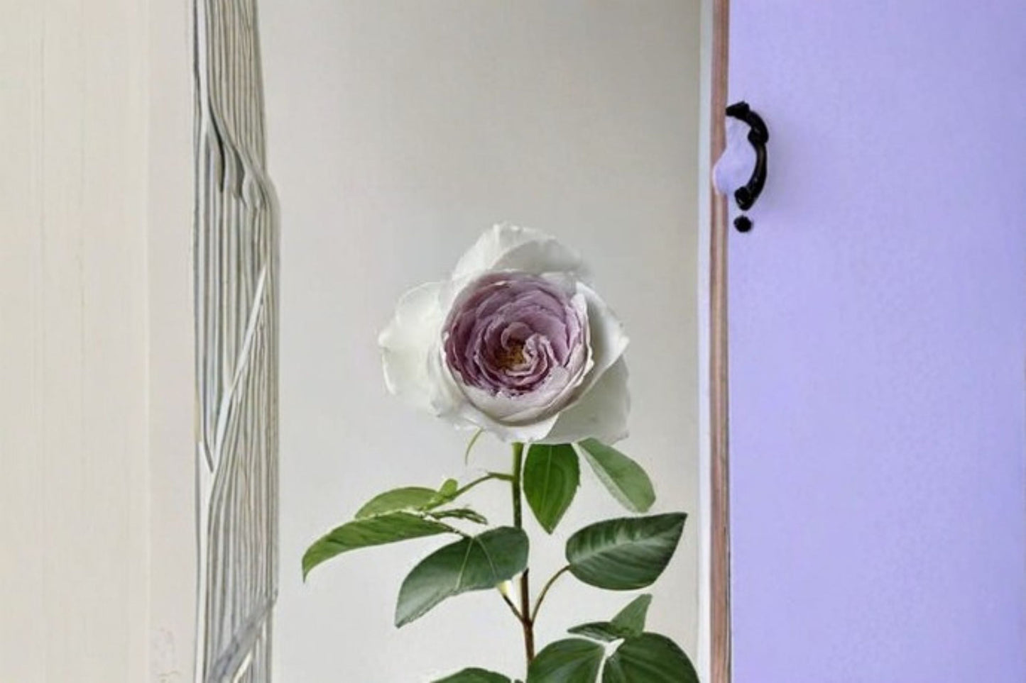 Milky Pearl Rose Live Plant - Own Root Repeat Blooming Ornamental Rose - Rosa hybrid - Elegant Cream White Pink Blooms