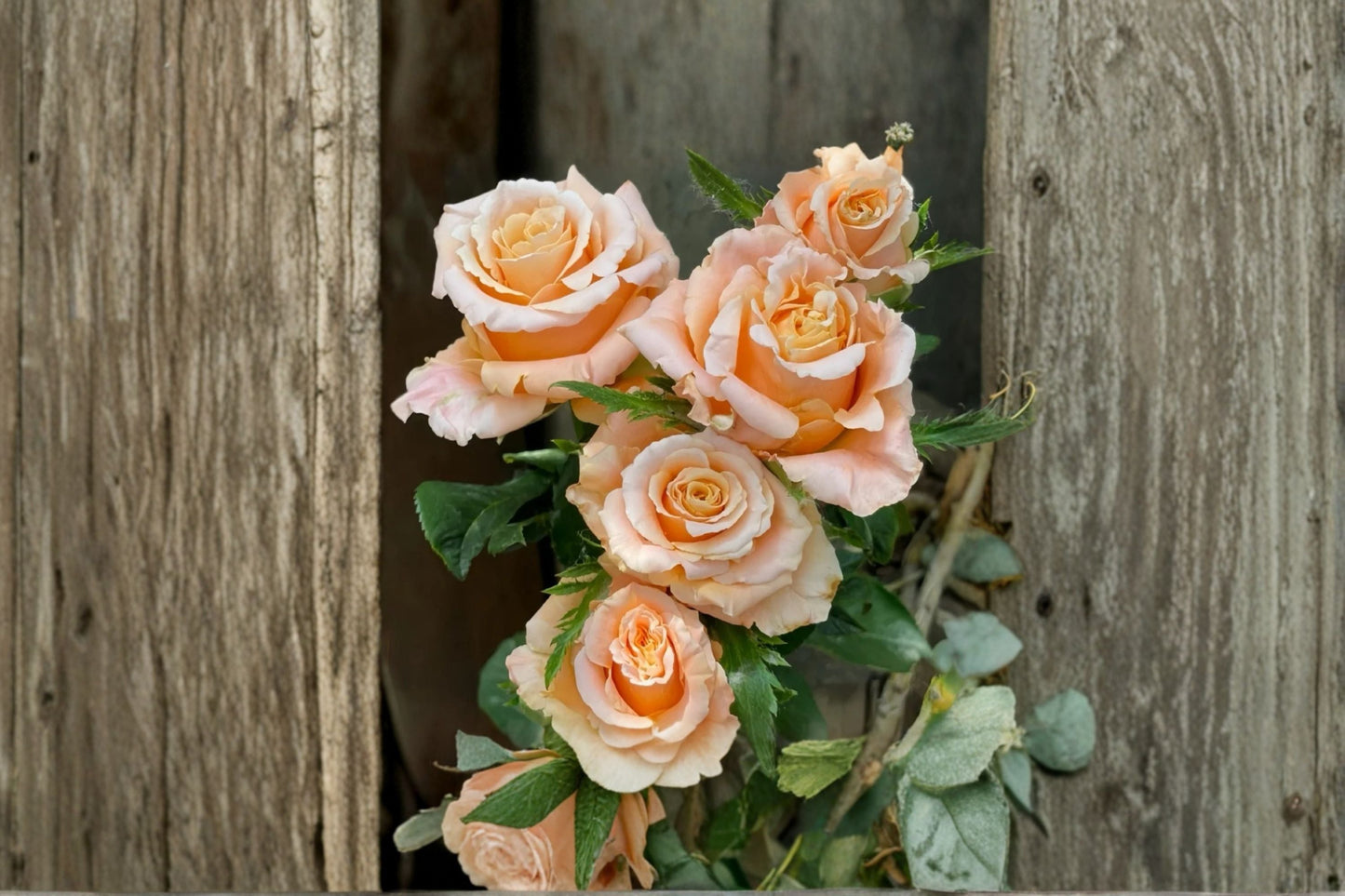 Shimmer Rose Plant - Yellow Pink Gradient Cut Rose - Rosa hybrid - Live Ornamental Flowering Bush for Gardens and Arrangements