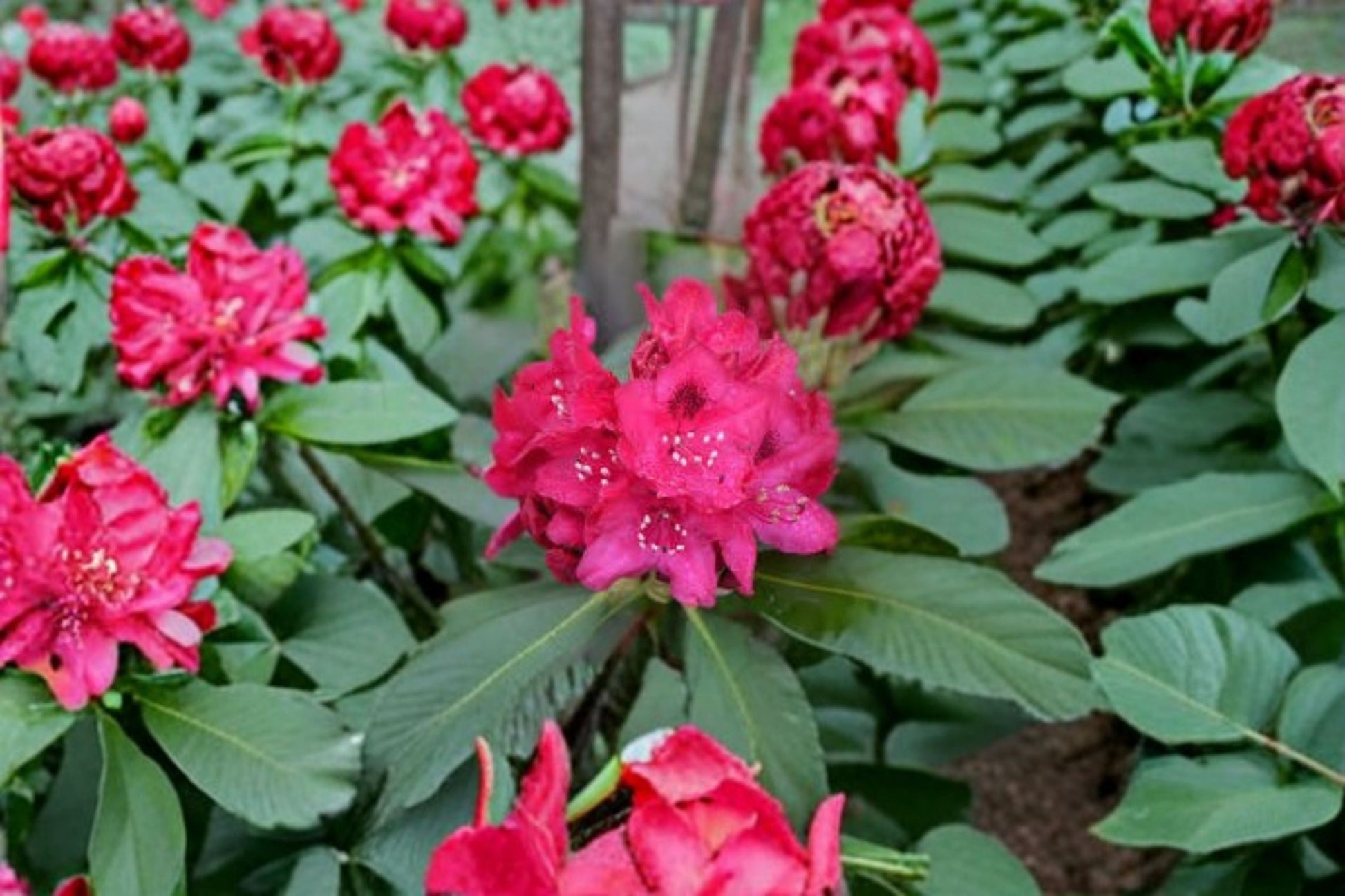 Live Nova Zembla Red Rhododendron Starter Plant - 8M Pot - Evergreen Flowering Shrub - Rhododendron 'Nova Zembla'