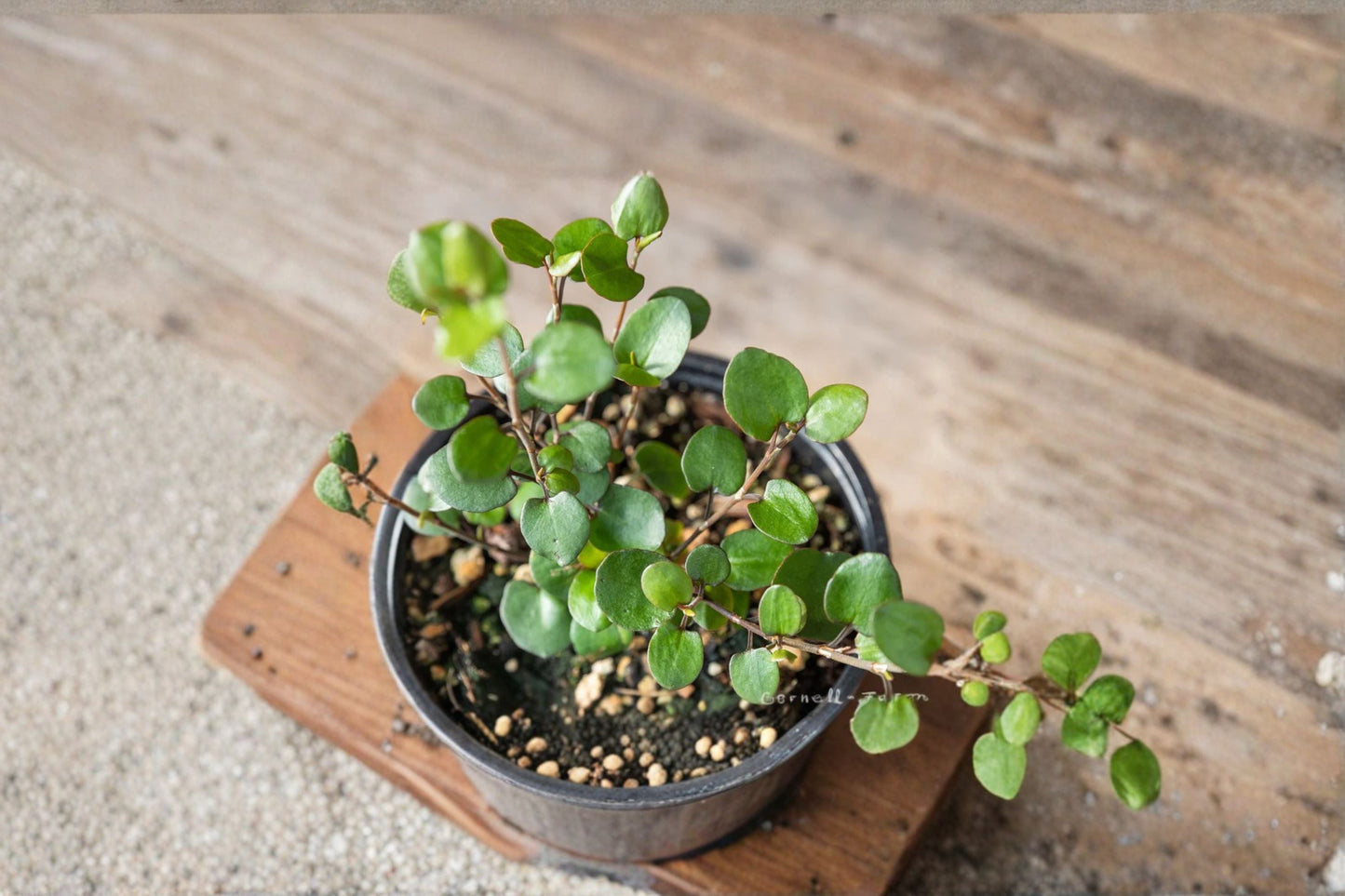 Angel Wire Vine Live Starter Plant - Muehlenbeckia complexa - Trailing Perennial with Small Green Leaves for Containers and Terrariums