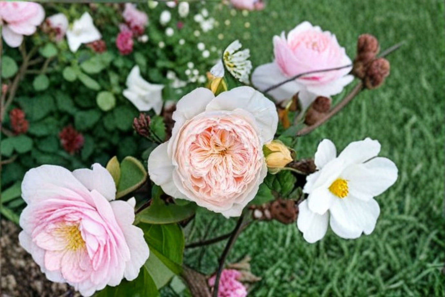 Climbing Rose Live Plant - Pink Repeat Blooming Hanxian Rose - Rosa hybrid - Ornamental Flowering Climber for Gardens
