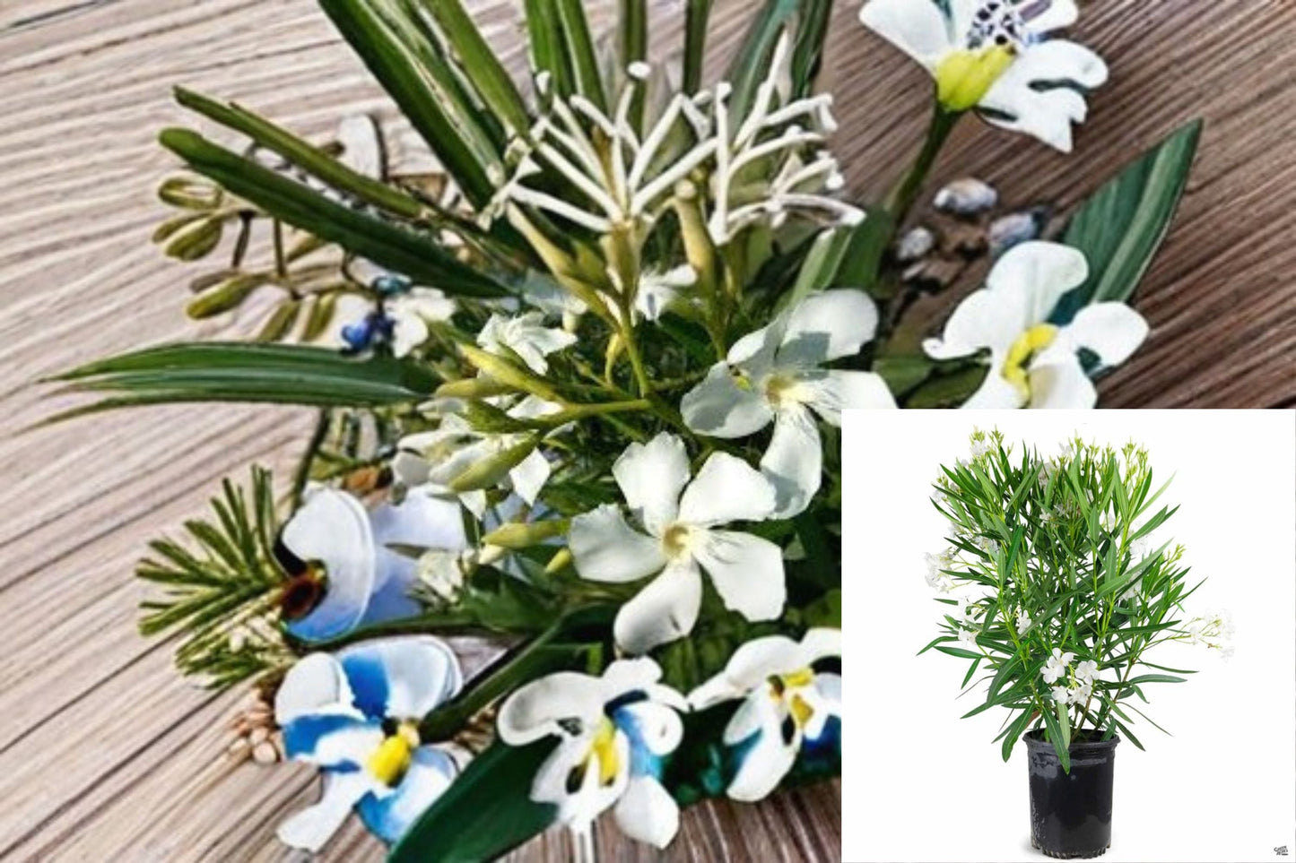 White Oleander Plant – Nerium oleander ‘Sister Agnes’ – Evergreen Shrub with White Flowers – Ideal for Hedges and Screens