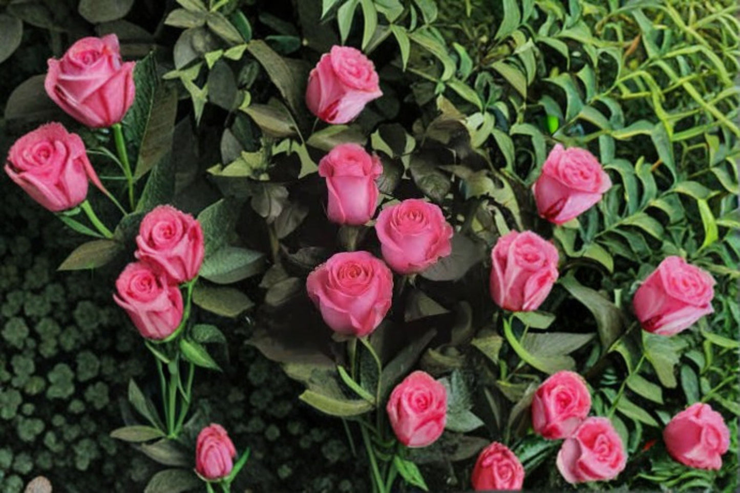 Live Garden Rose Plant - Shanghai Lady - Pink Ornamental Rose - Rosa hybrid - Ideal for Containers & Floral Arrangements