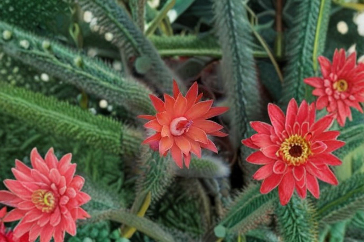 Mini Cactus Plant - Hildewintera Hybrid - Trailing Growth - Rooted Pup for Containers - Indoor Houseplant