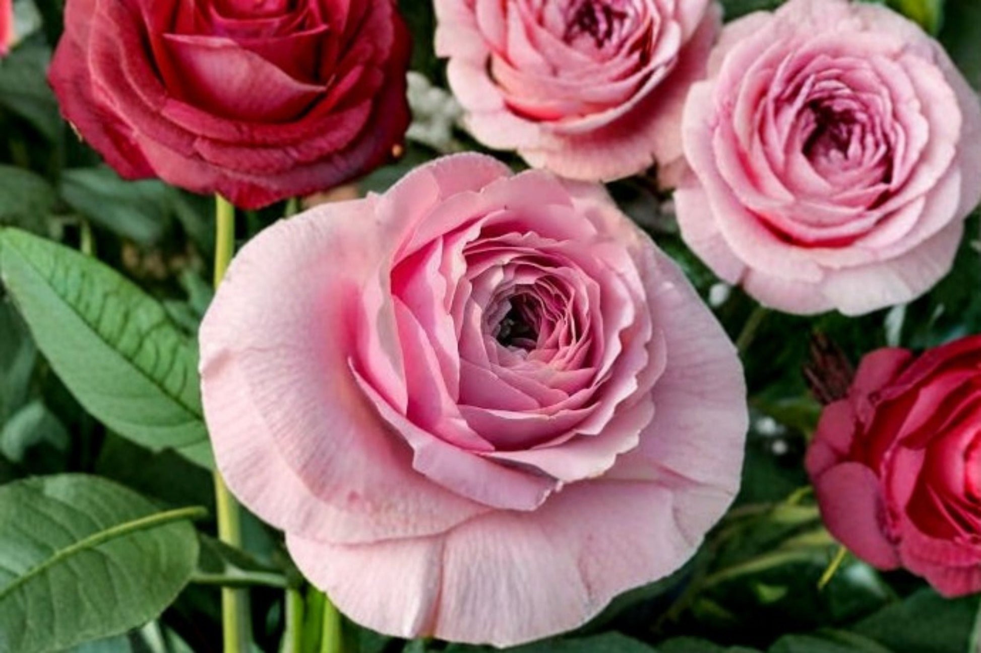 Peony Kiss Rose Plant - Pink Ornamental Flowering Shrub - Rosa sp. - Ideal for Gardens & Containers, Sun-Loving Perennial