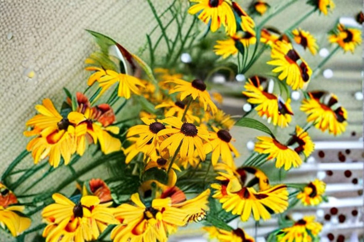 Black Eyed Susan Plant - Rudbeckia hirta - Yellow Daisy Flower - Native Pollinator Perennial for Garden Beds