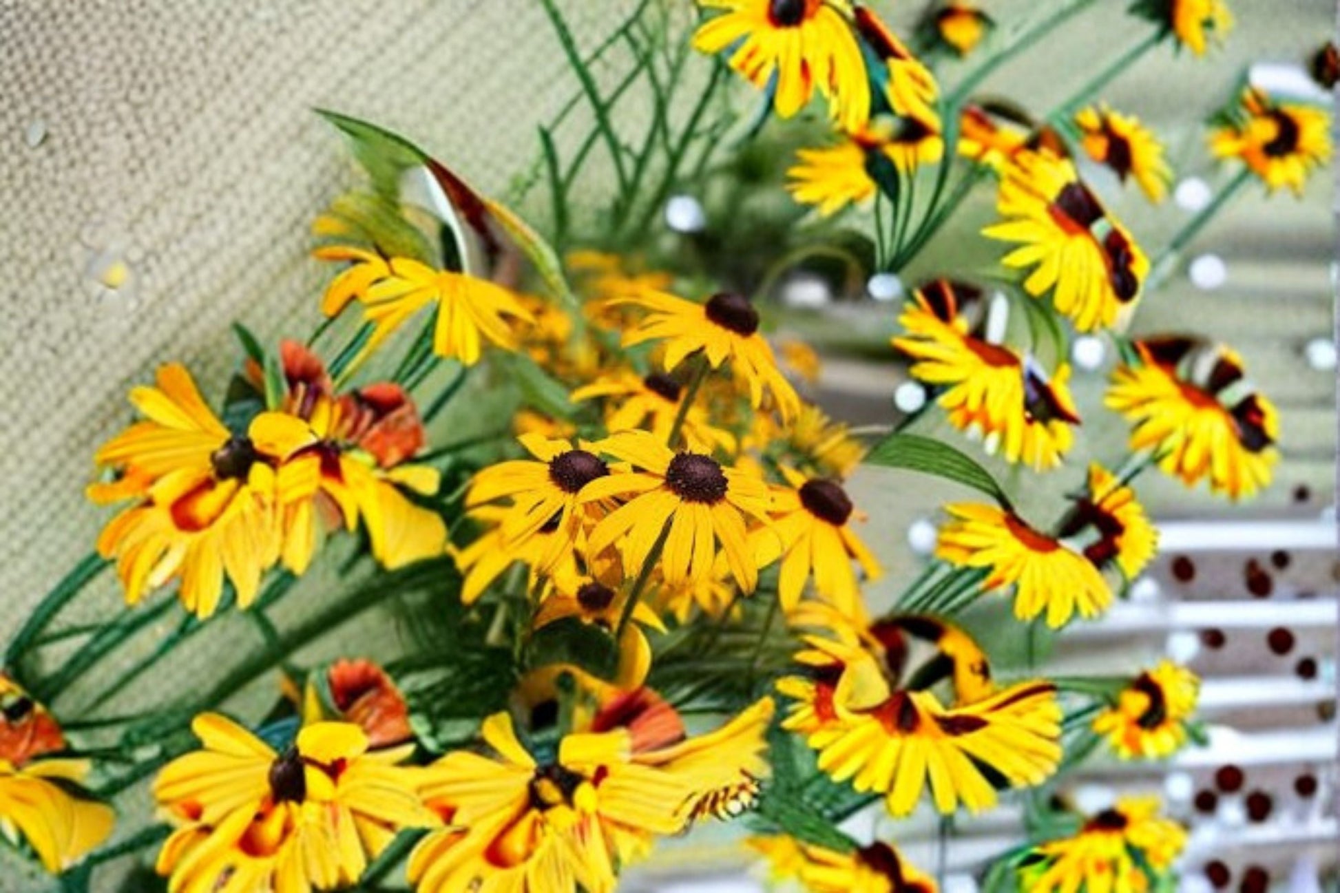 Black Eyed Susan Plant - Rudbeckia hirta - Yellow Daisy Flower - Native Pollinator Perennial for Garden Beds