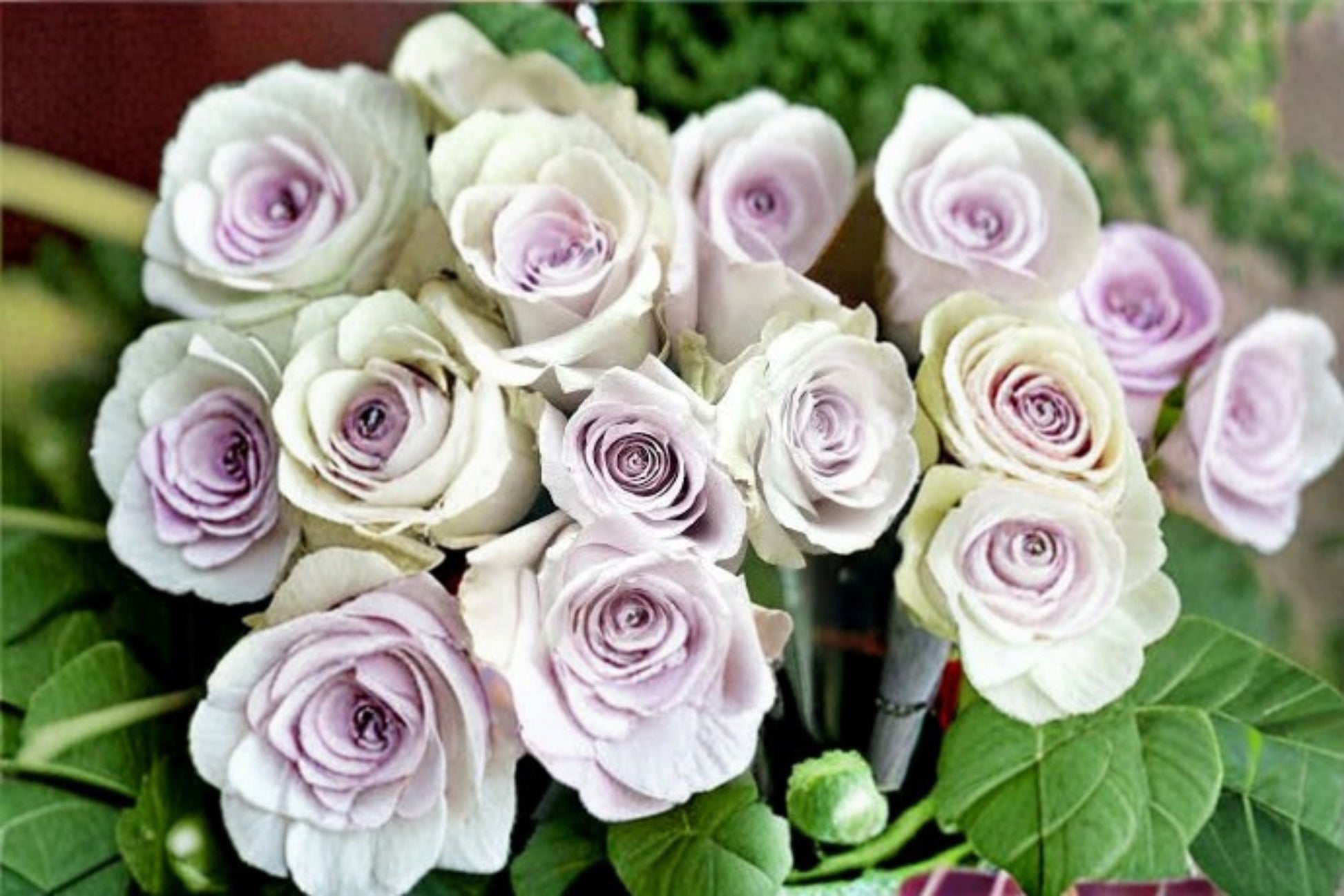 Silver Light Rose Live Plant - Pale Lavender Fragrant Cut Rose - Rosa hybrid - Elegant Ornamental Flowering Shrub