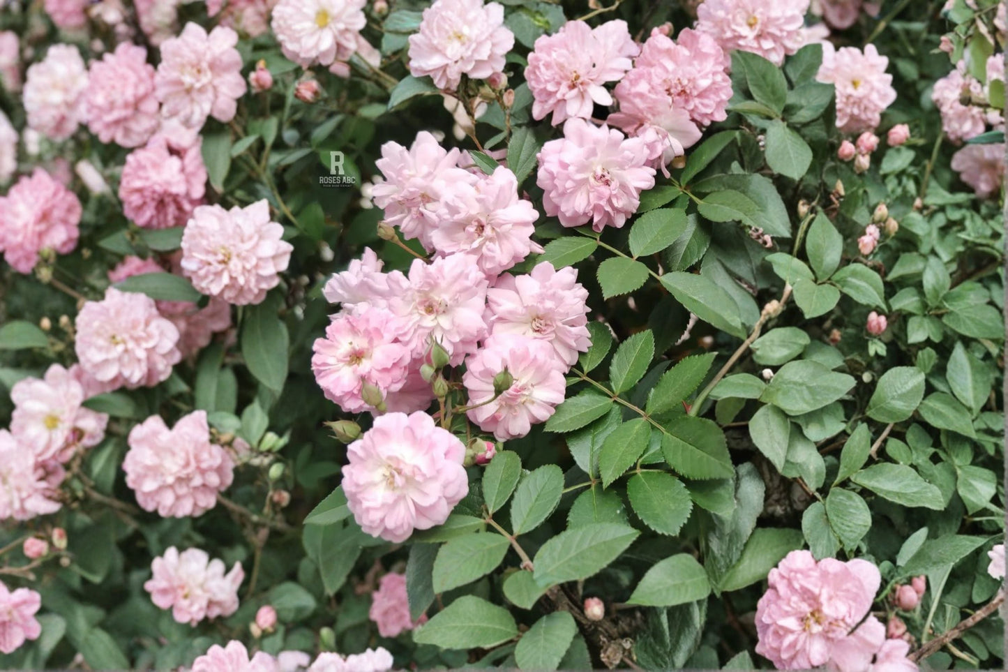 Climbing Rose Plant - Live Soft Pink Brise Parfum - Rosa hybrid - Fragrant Double Blooms - Own Root, Repeat Flowering