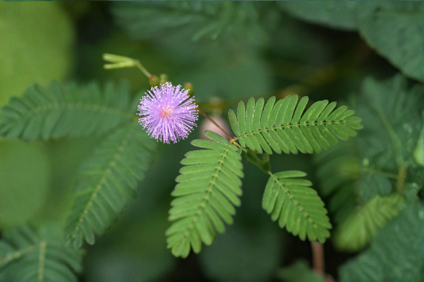 Sensitive Plant Live Starter Plant - Mimosa pudica in 4 Inch Pot - Interactive Fern-Foliage with Pink Flowers