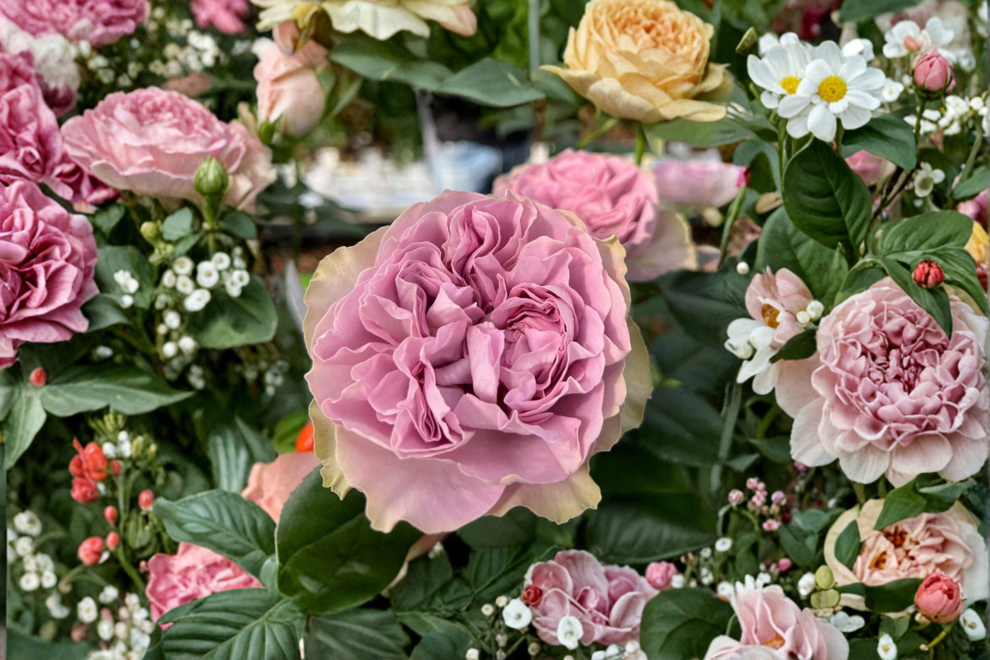Lilla Villa Rose Live Plant - Ornamental Cut Rose - Rosa Hybrid - Elegant Pink Bloom for Garden & Floral Arrangements