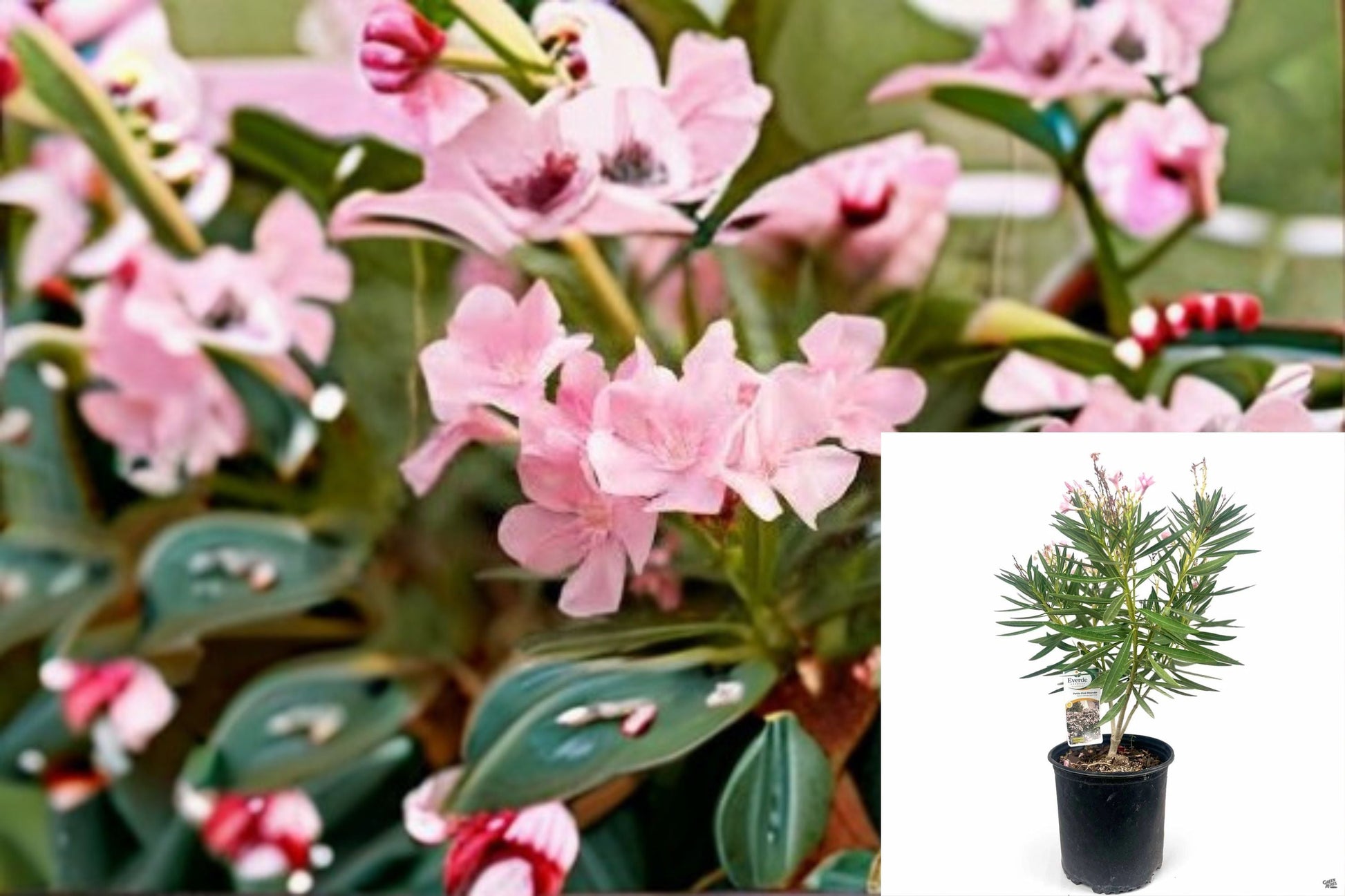 Petite Pink Oleander Plant - Compact Evergreen Shrub with Light Pink Flowers - Nerium oleander 'Petite Pink'