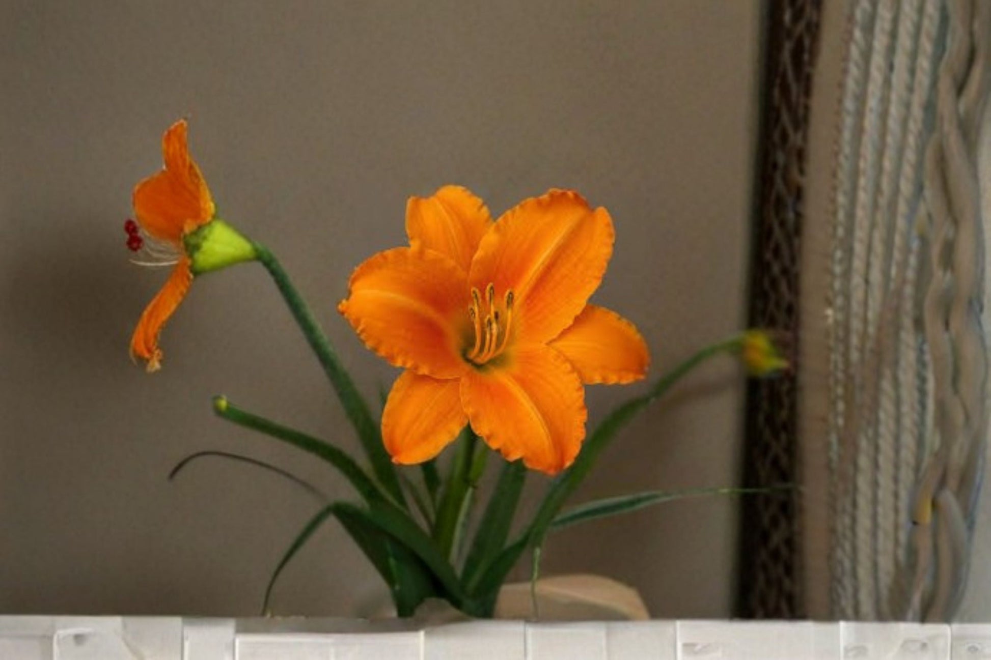 Orange Vols Daylily Live Plant - Bare Root Perennial Flower - Hemerocallis Hybrid - Vibrant Orange Blooms for Gardens