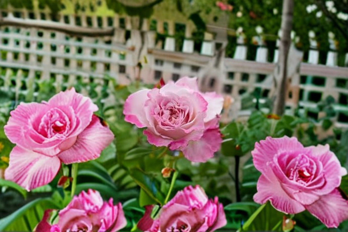 Live Fairy Rose Plant - Pink Bella Linda Fairy Rose (Rosa hybrid) for Garden Beds, Containers, and Landscaping