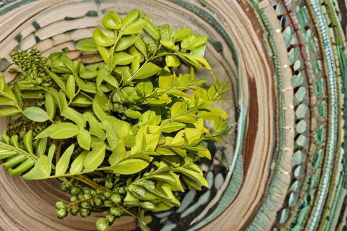 Golden Vicary Privet Plant - Deciduous Shrub with Golden-Yellow Foliage - Ligustrum x vicaryi - Ideal for Hedges and Borders