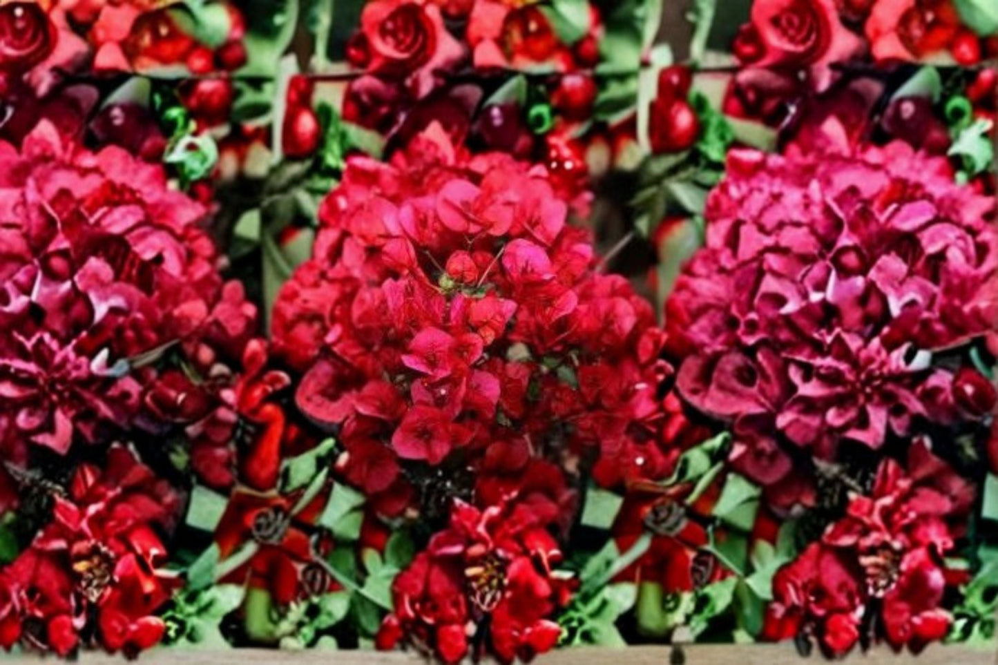 Crimson Bougainvillea Cutting 6" - Bougainvillea spectabilis - Tropical Climbing Flowering Vine for Propagation