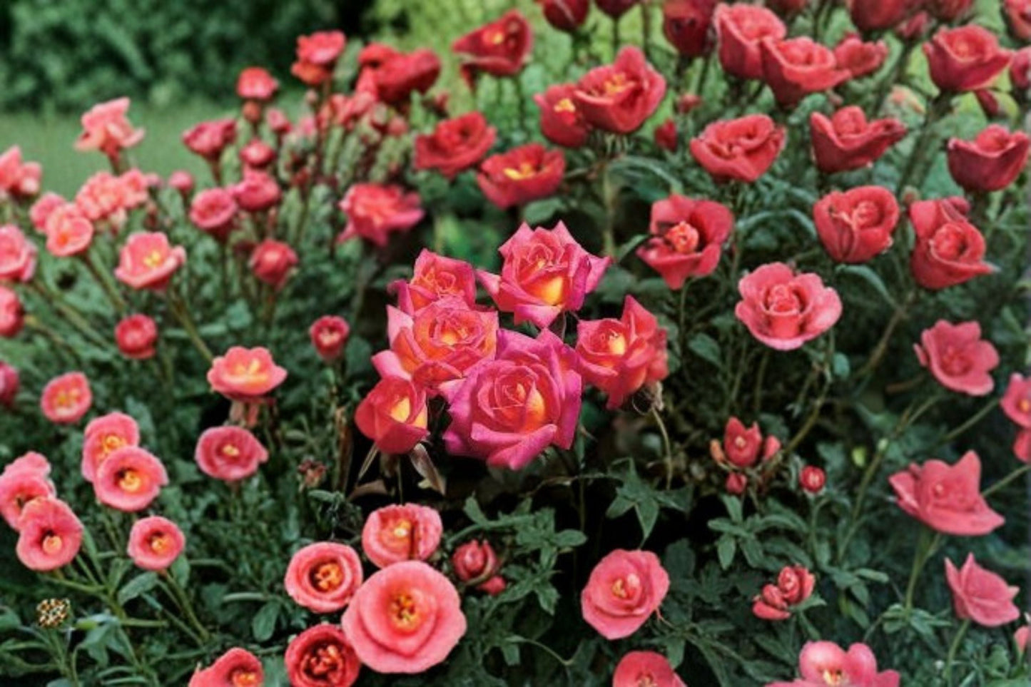 Hot Tamale Miniature Rose Plant - 4 Inch Pot - Multicolor Pink, Yellow, Orange Blooms - Rosa spp. 'Hot Tamale'