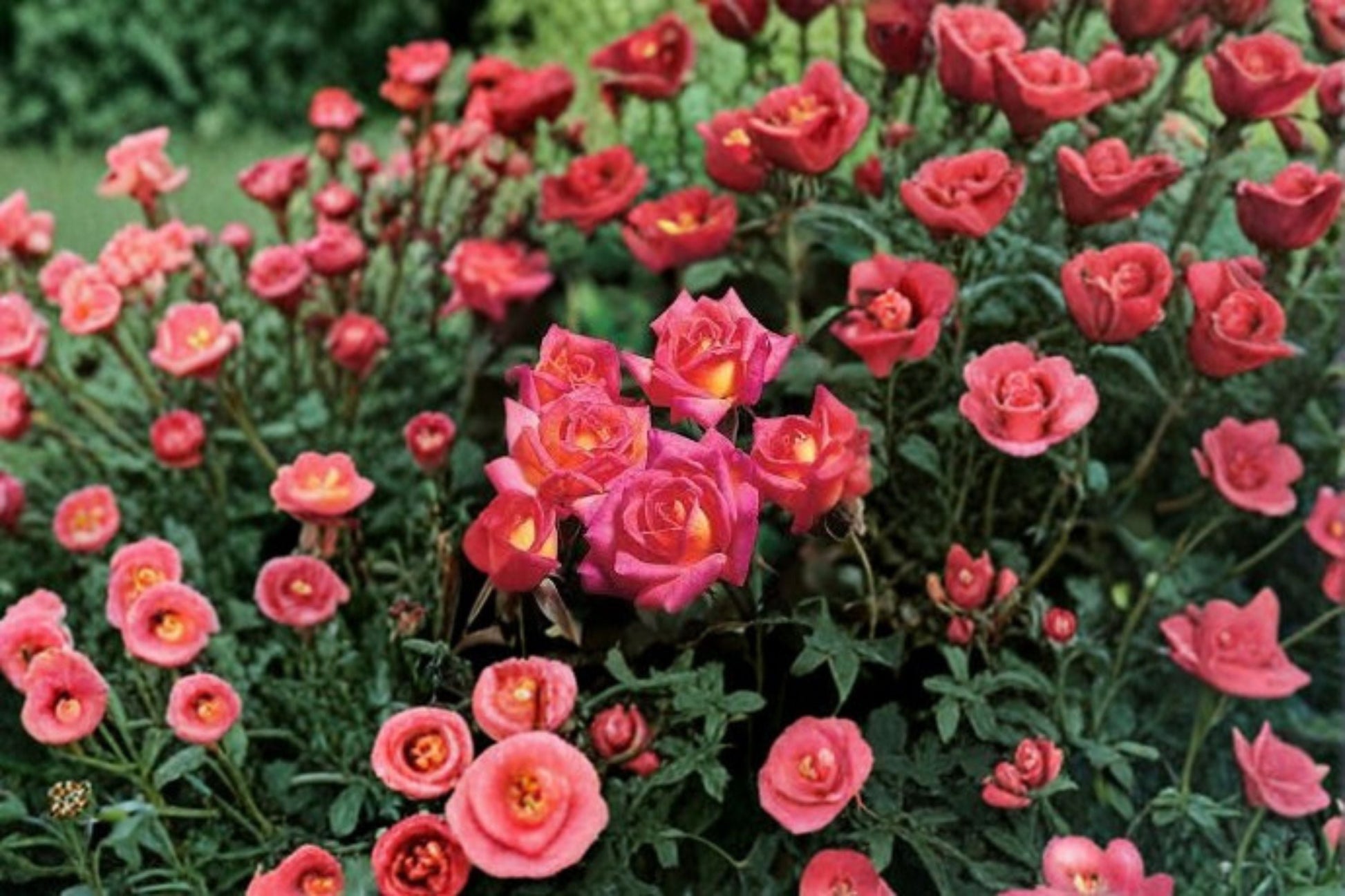 Hot Tamale Miniature Rose Plant - 4 Inch Pot - Multicolor Pink, Yellow, Orange Blooms - Rosa spp. 'Hot Tamale'