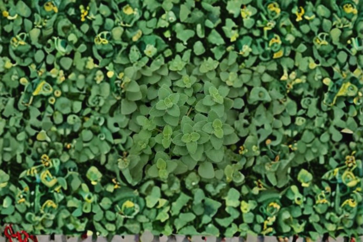 Hot & Spicy Oregano Plant - Culinary Herb Starter - Origanum vulgare - Aromatic, Sun-Loving, Edible Herb for Gardens & Containers