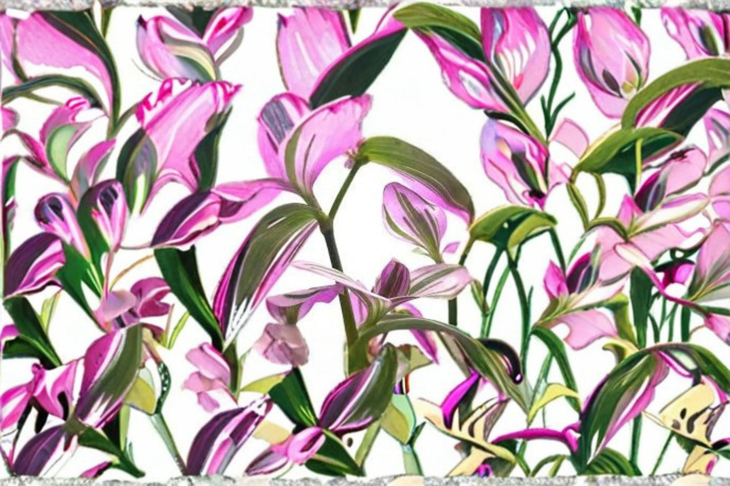 Tradescantia Nanouk Live Plants - 2 Inch Pots - Pink Variegated Houseplants - Tradescantia albiflora 'Nanouk'