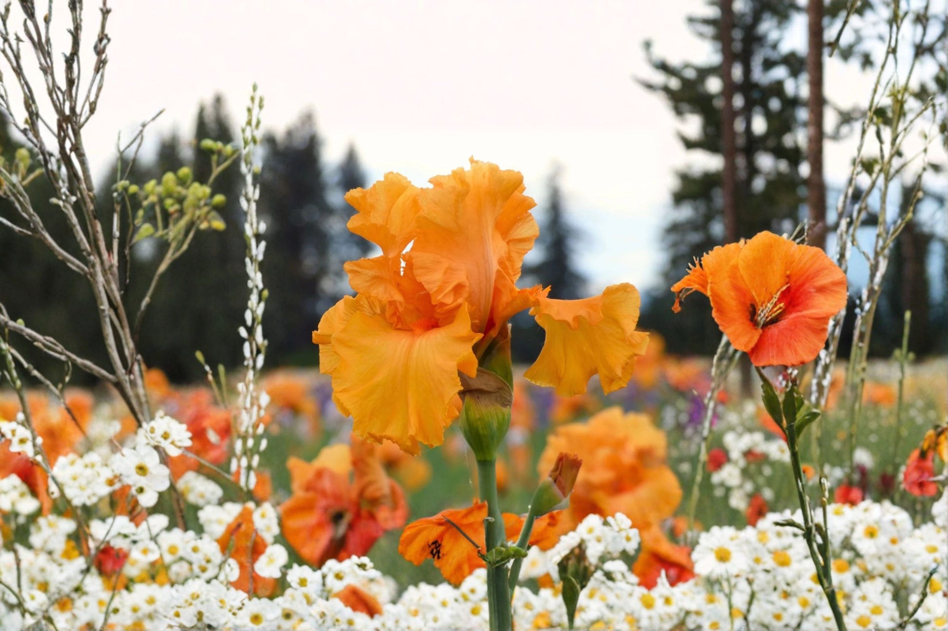 Coup de Soleil Iris Live Plant - Orange Bearded Iris Perennial - Iris germanica 'Coup de Soleil' - Fragrant Garden Flower