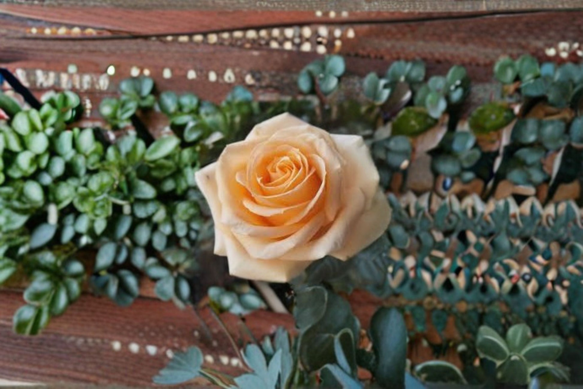 Peach Avalanche+ Rose Live Plant - Ornamental Cut Rose, Rosa hybrid, Repeat Blooming, Own Root, Peach-Toned Blooms