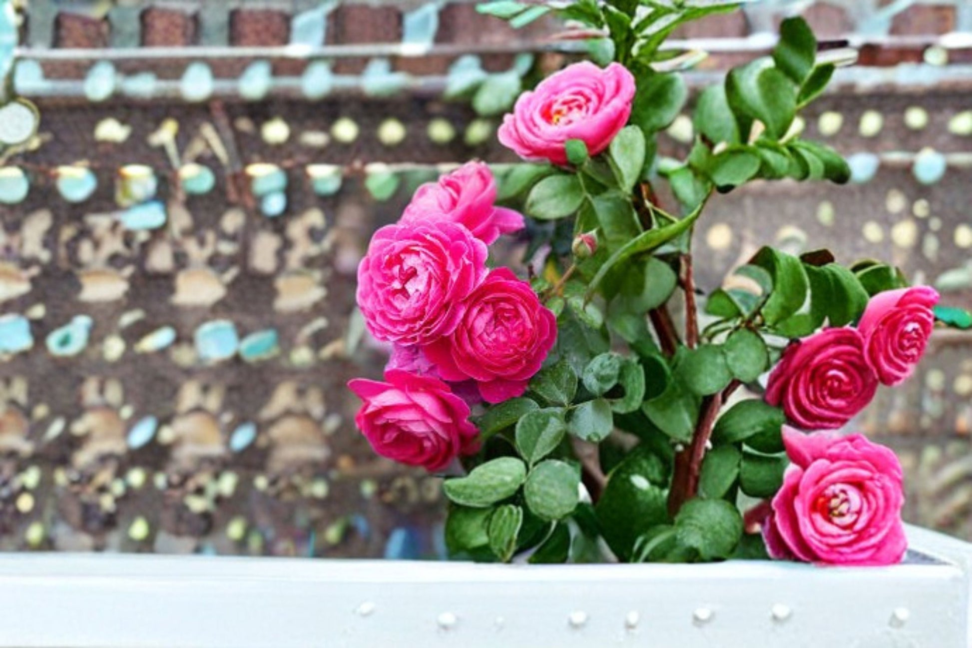 PowerPuff Pink Rose Live Plant - 1.5 Gal Pink Floribunda Rose (Rosa 'PowerPuff Pink') - Compact, Fragrant, Disease Resistant