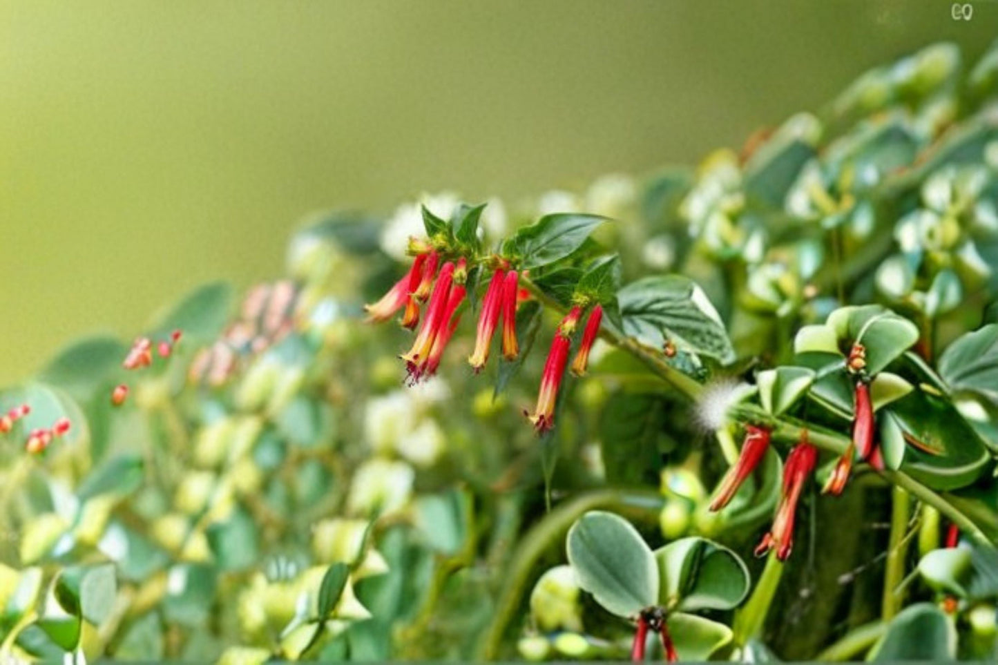 Firecracker Plant Live Shrub - Scarlet Hummingbird Plant - Russelia equisetiformis - Ornamental Flowering Perennial