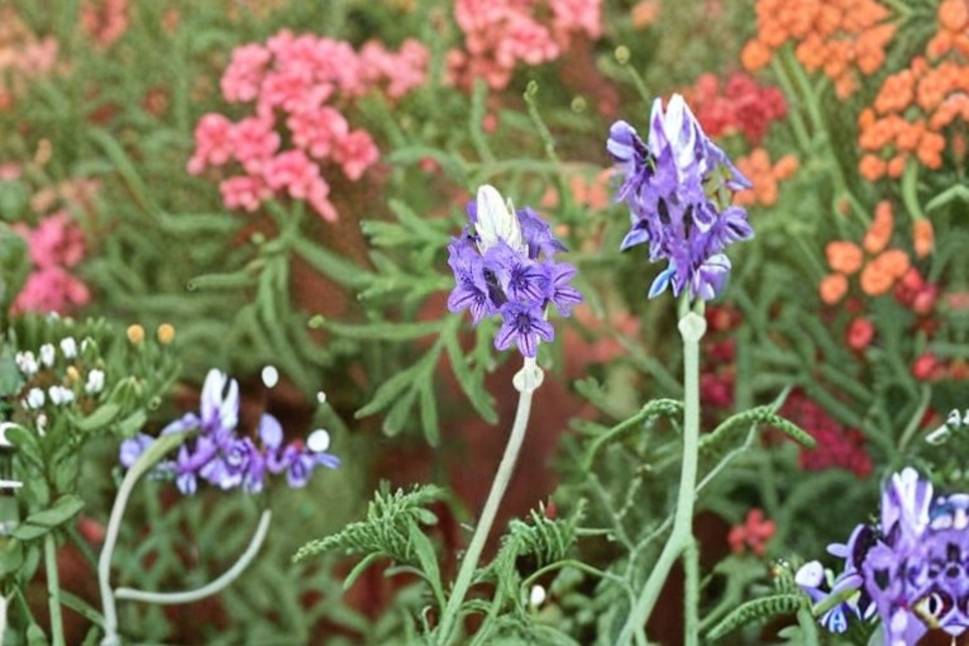Fernleaf Lavender Plant - 4" Pot - Lavandula pinnata - Fragrant Purple Blooms, Ornamental Herb, Heat Tolerant Container Plant