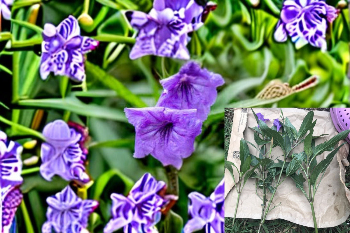 Mexican Petunia Cuttings 12 Pack - Ruellia simplex - Purple Flowering Perennial for Garden and Landscape