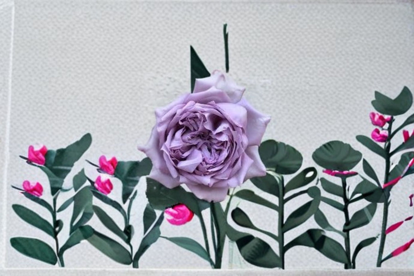Live Antique Watch Rose Plant - Fragrant Japanese Own Root Shrub Rose (Rosa hybrid) - Vintage Pink Apricot Blooms