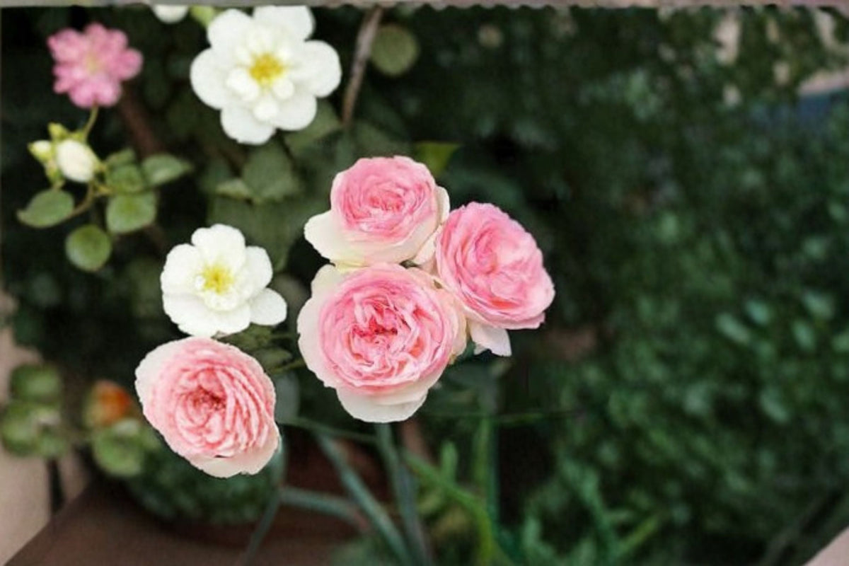 Eden Climber Rose Cuttings 3 Pack - Rosa ‘Eden’ - Soft Pink Blooms - Unrooted for Propagation - Climbing Rose Variety