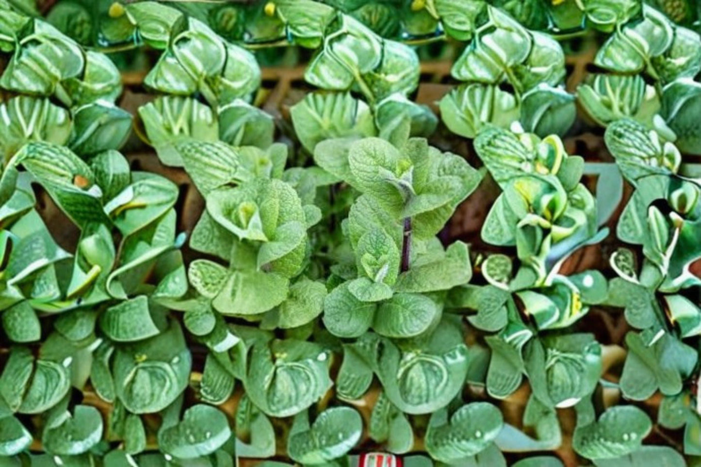 Apple Mint Cuttings 10 Pack - Mentha suaveolens - Aromatic Herb for Garden or Containers - Perennial Mint Plant