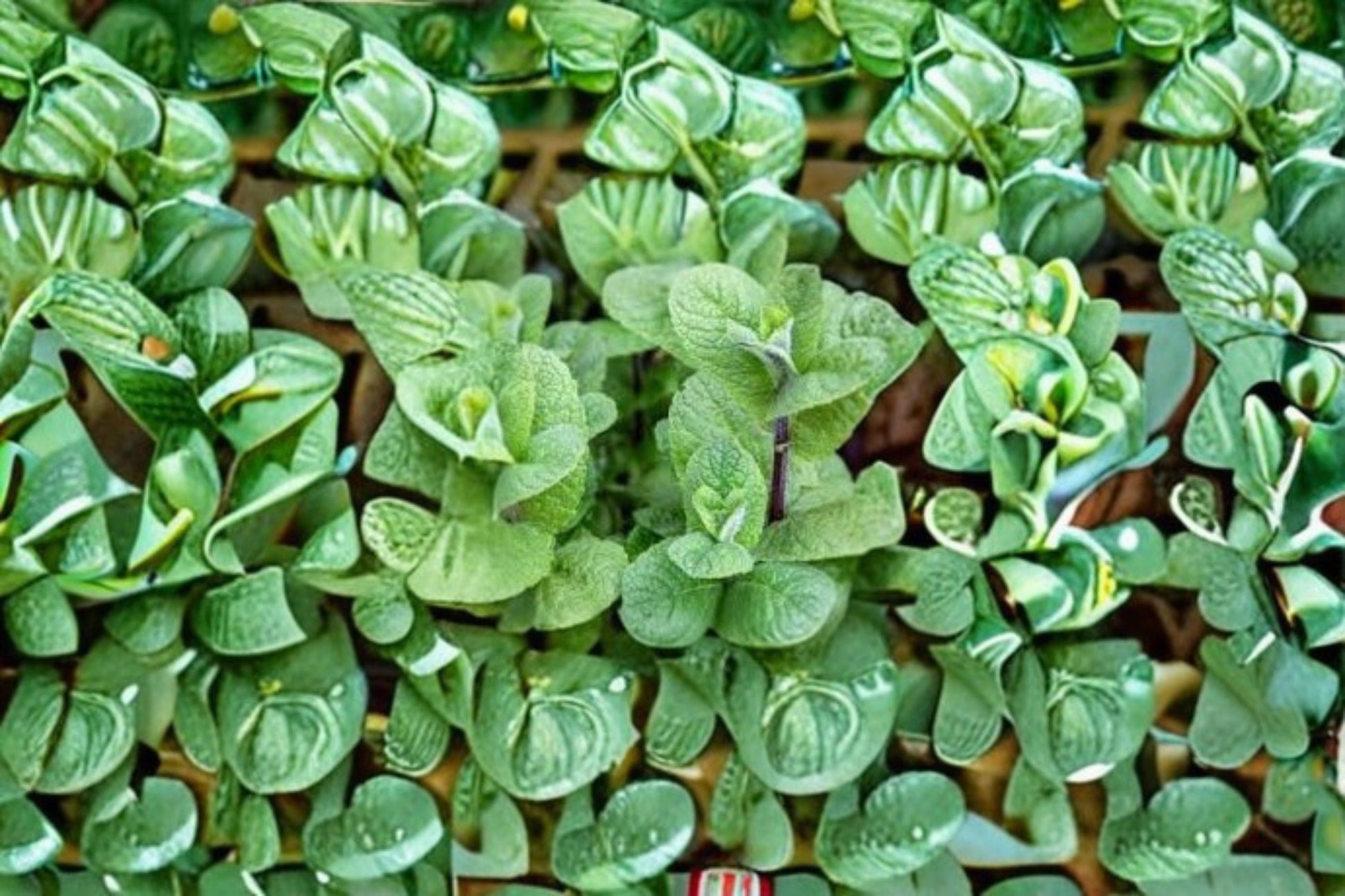 Apple Mint Cuttings 10 Pack - Mentha suaveolens - Aromatic Herb for Garden or Containers - Perennial Mint Plant