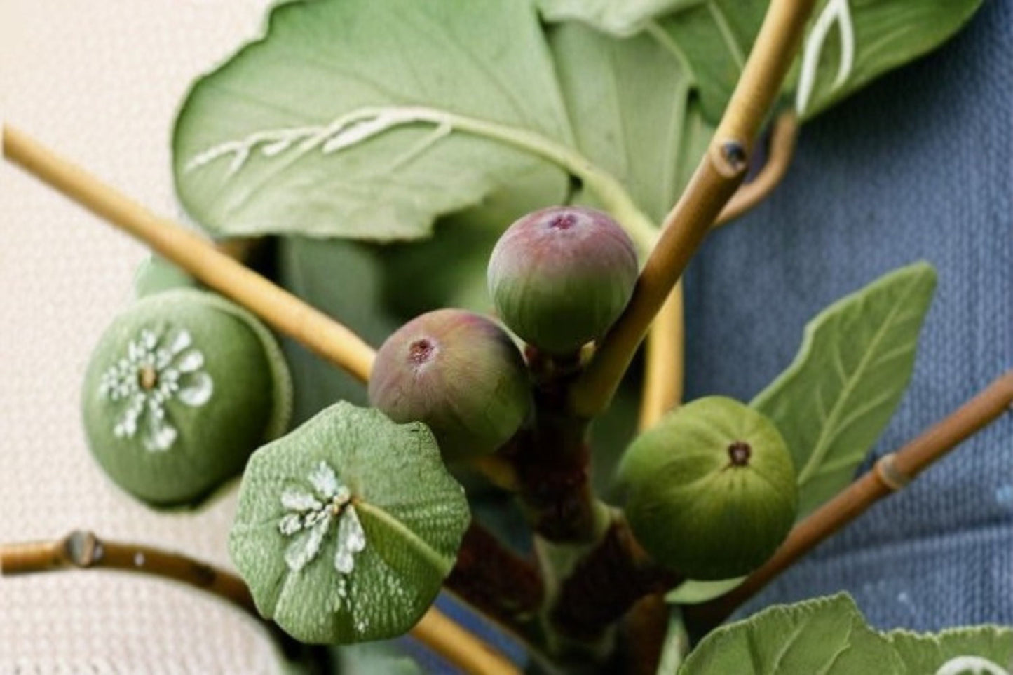 Olympian Fig Live Plant - Cold Hardy Heirloom Fruit Tree - Ficus carica 'Olympian' - Edible Garden, Backyard Orchard