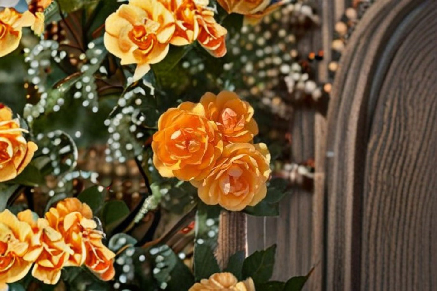 Apricot Orange Rose Plant - 1.5 Gallon Potted Rosa 'South Africa' - Fragrant Double Blooms, Own-Root Variety, Reblooming
