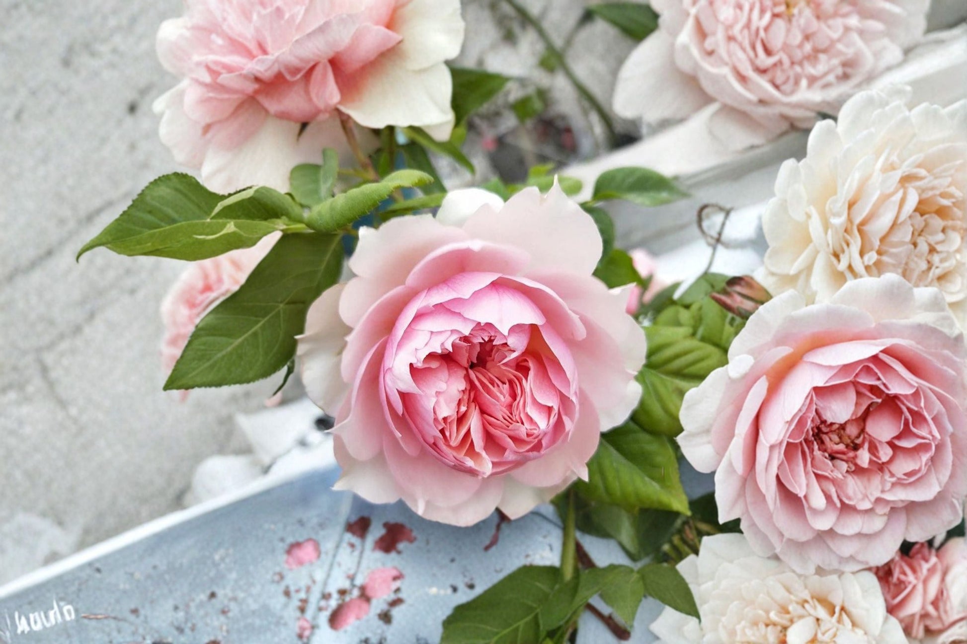 Live Garden Rose Plant - Monique Darve - Elegant Pink Bloom - Rosa Hybrid - Perfect for Borders, Containers, and Floral Arrangements