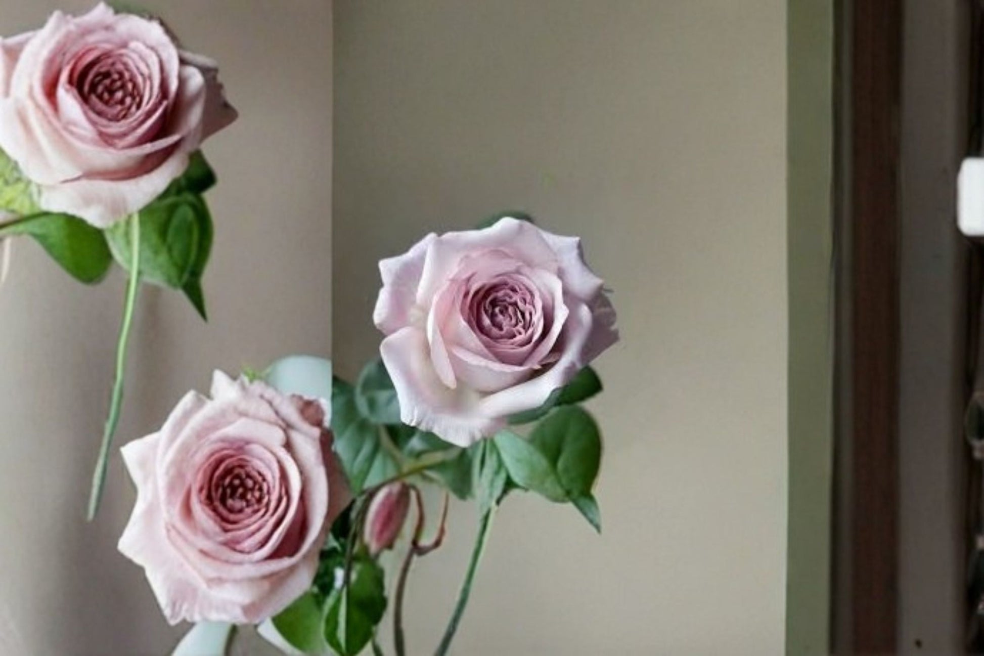 Bounty Way Rose Live Plant - Lavender Pink Cut Rose - Rosa Hybrid - Disease Resistant Shrub for Garden & Containers