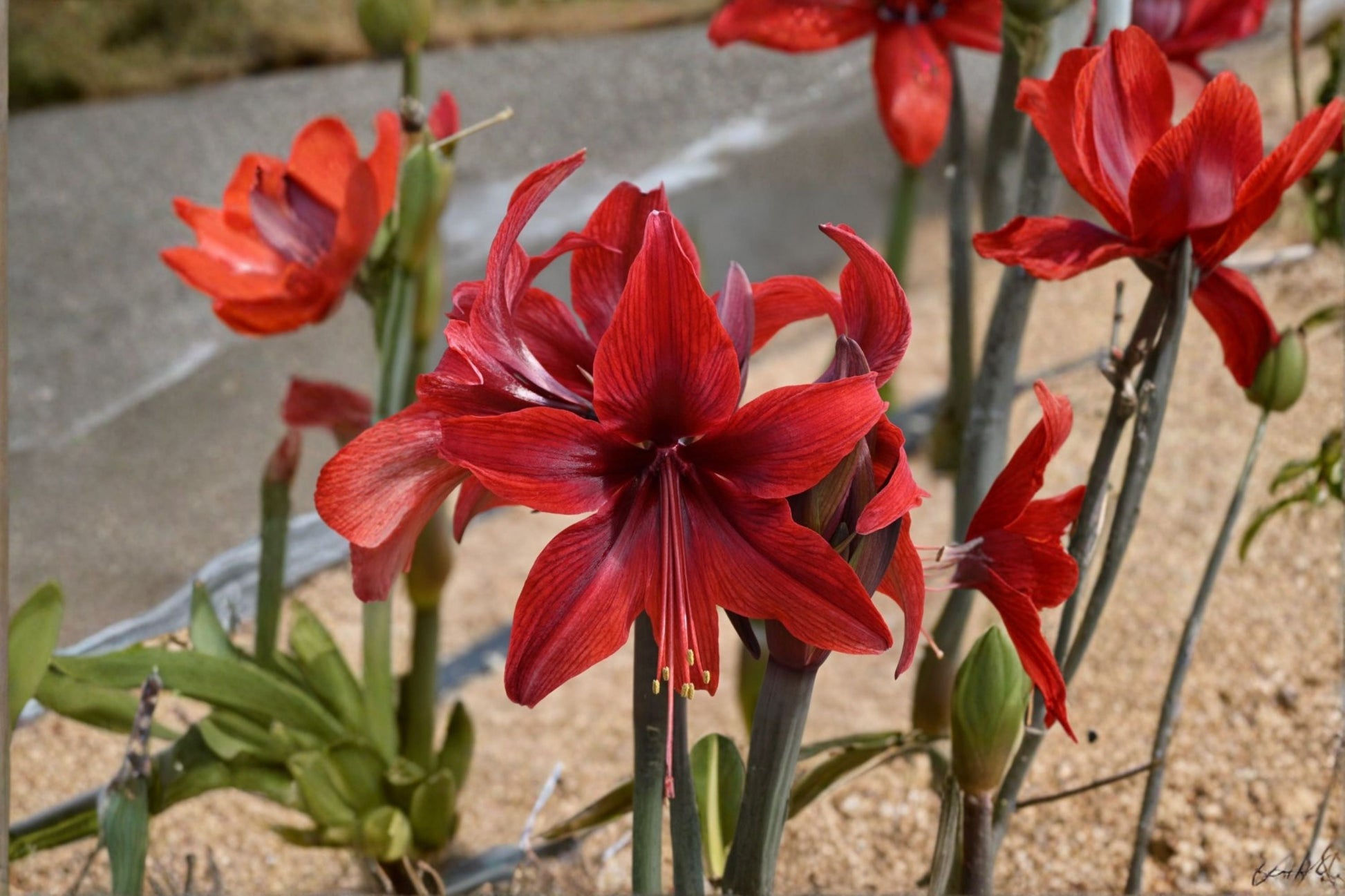 Red Amaryllis Bulbs - Live Hippeastrum Flowering Bulbs for Indoor Containers & Patio Planting - Ornamental Holiday Flowers
